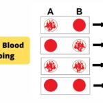 Reverse Blood Grouping