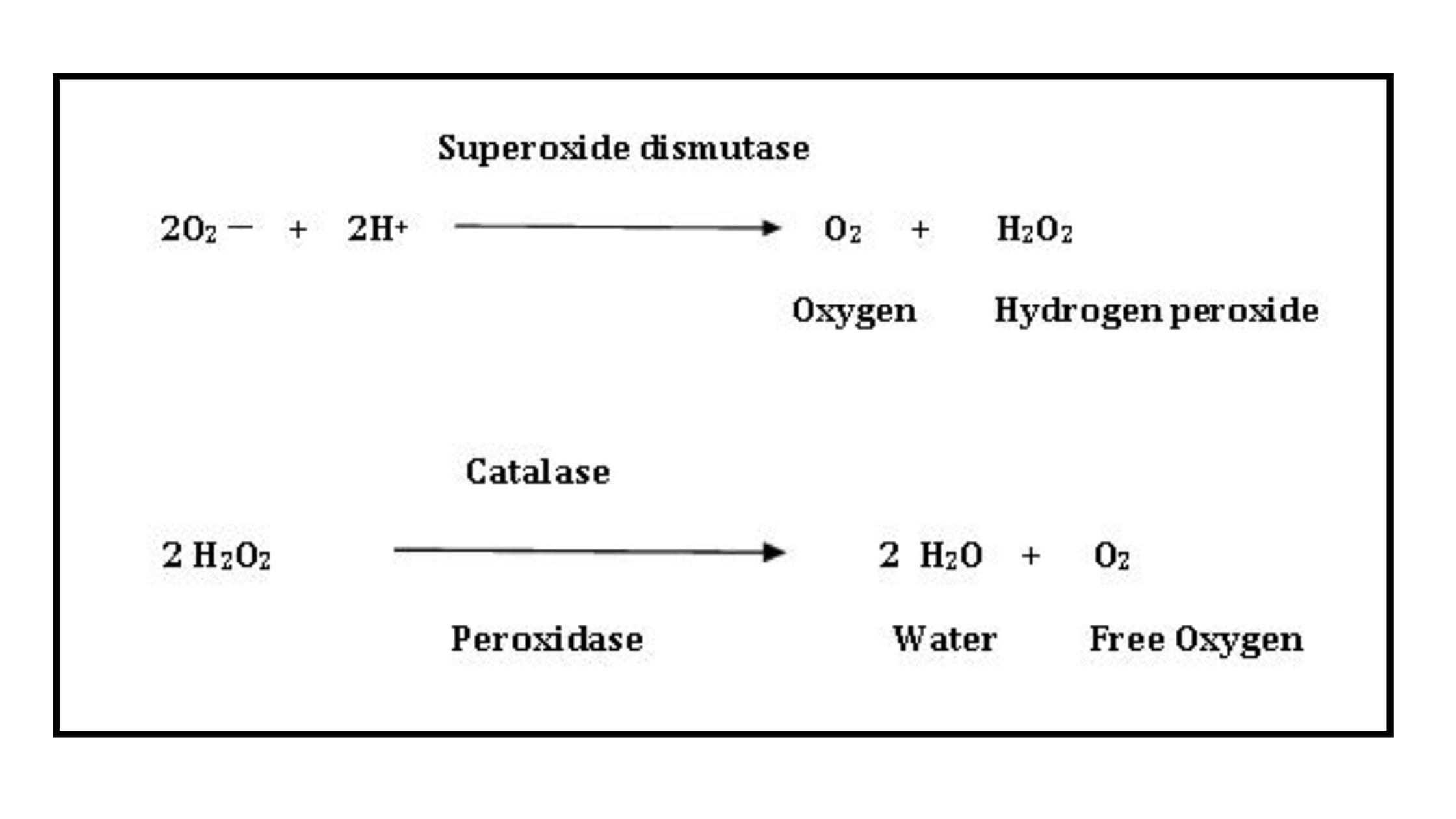 catalase test: principle, procedure, results &... Catalase Reaction With Hydrogen Peroxide Answered: MULTIPLE CHOICE