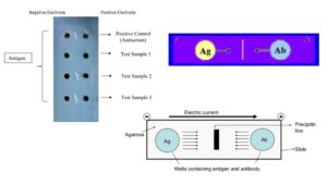 Counter Current Immunoelectrophoresis
