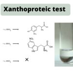 Xanthoproteic test Principle, Procedure, Result, Application
