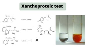 Xanthoproteic test – Principle, Procedure, Result, Application