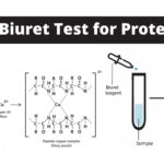 Biuret Test For Protein Principle, Procedure, Result, Application.
