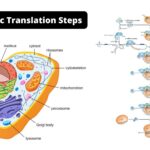 Eukaryotic Translation