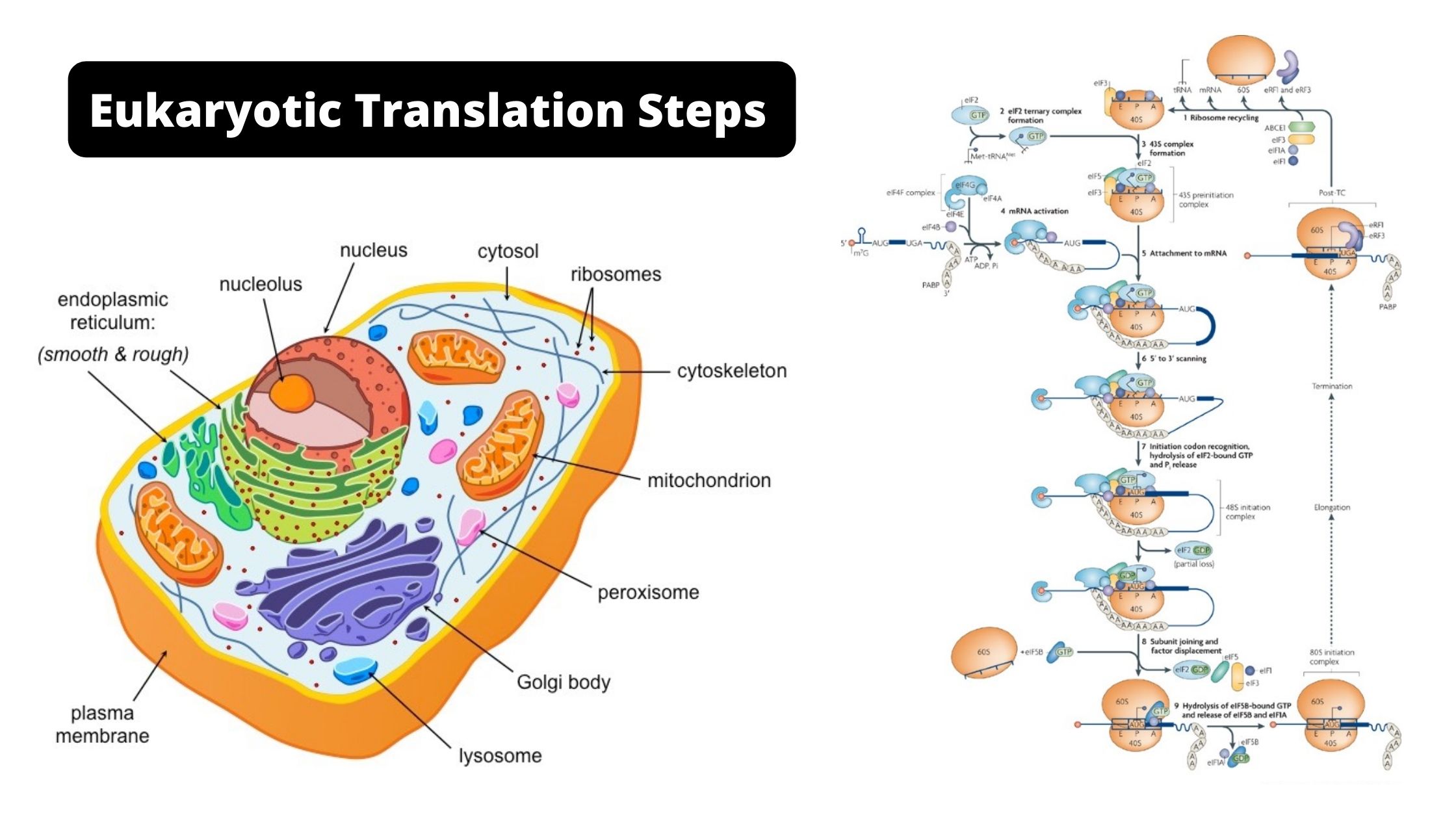 Eukaryotic Translation