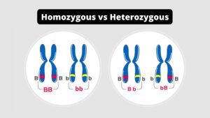 13 Difference Between Heterozygous and Homozygous