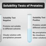 Solubility Tests of Proteins - Principle, Procedure, Result, Application