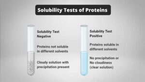Solubility Tests of Proteins – Principle, Procedure, Result, Application
