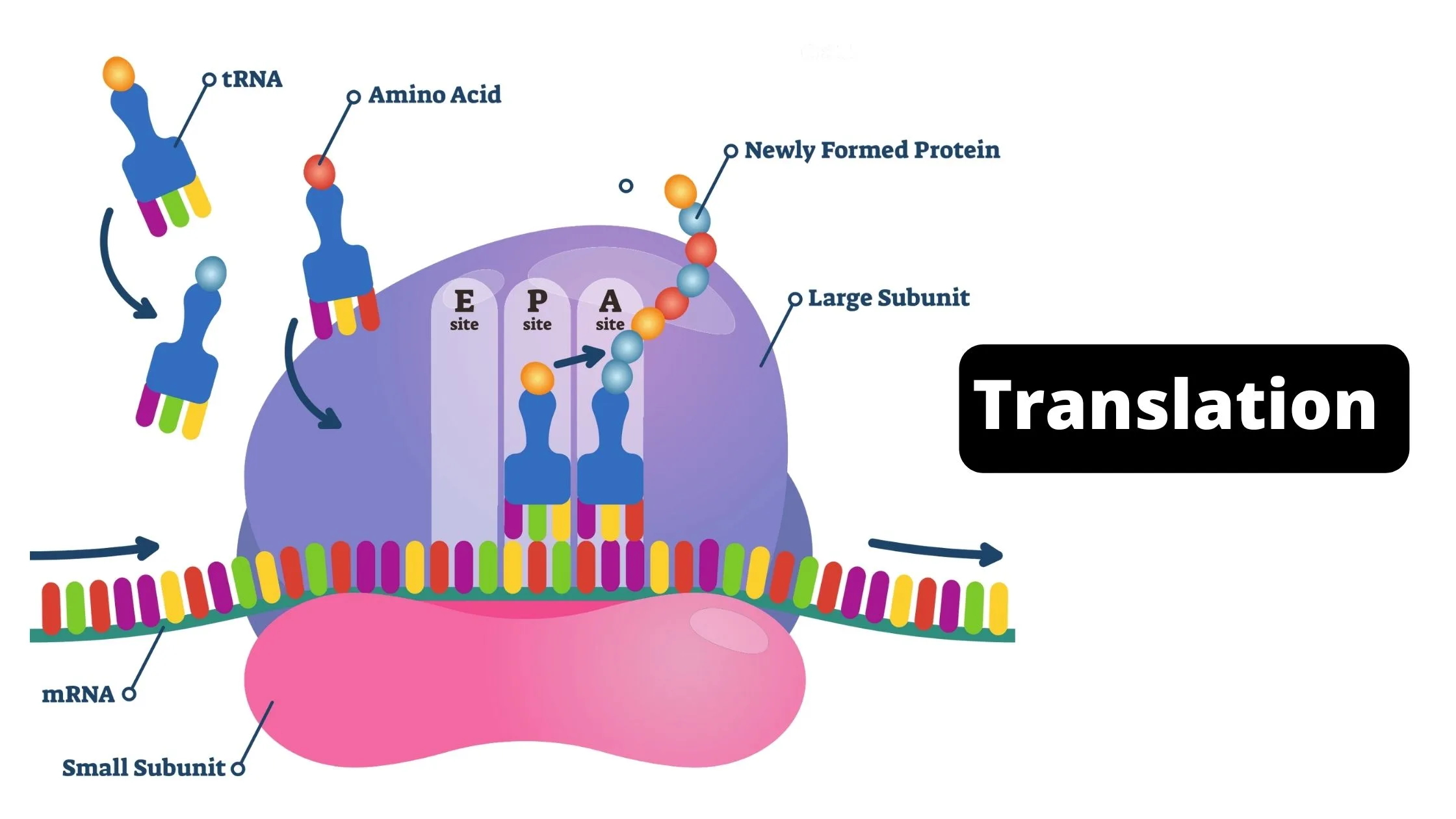 Prokaryotic Translation Steps, Requirements.
