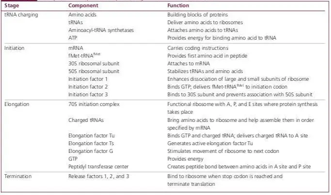 Components required for protein synthesis in bacterial cells