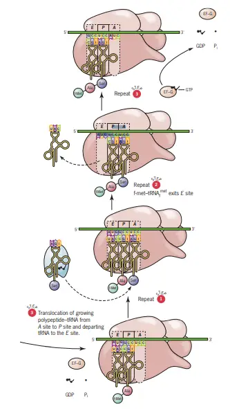 Polypeptide Chain Elongation