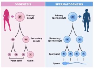 28 Difference Between Spermatogenesis and Spermiogenesis in human cells.