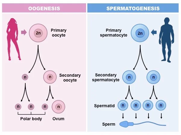 28 Difference Between Spermatogenesis and Spermiogenesis in human cells.