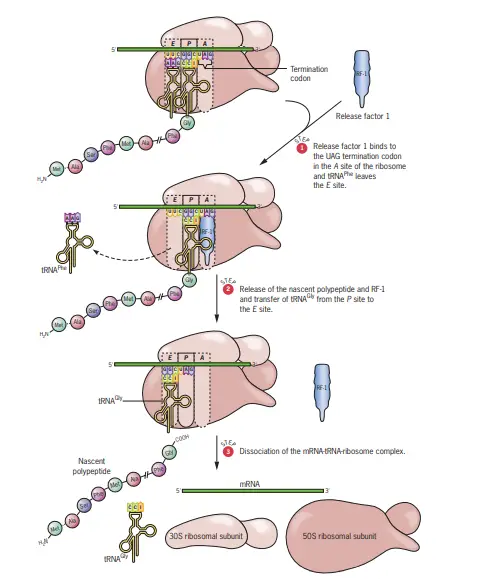 Polypeptide chain Termination