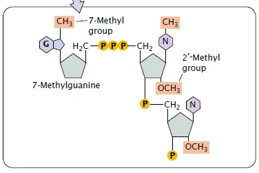 Post-transcriptional Modification - Definition, Types, Process, Importance 2 Addition of 5′ cap