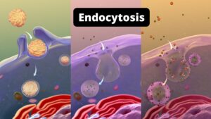Endocytosis – Definition, Steps, Types, Mechanism, Function, Examples