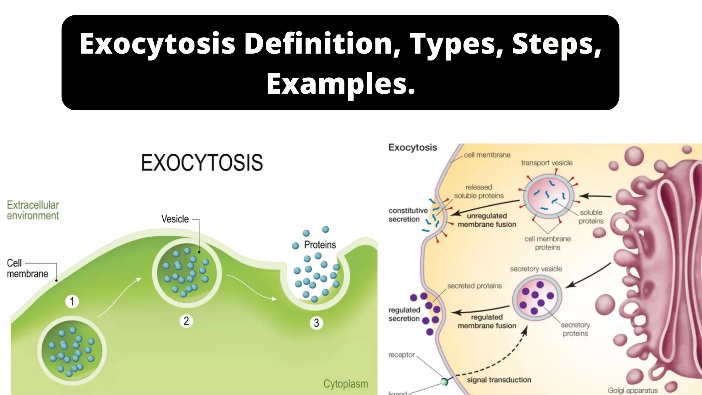 Exocytosis Definition, Types, Steps, Examples.