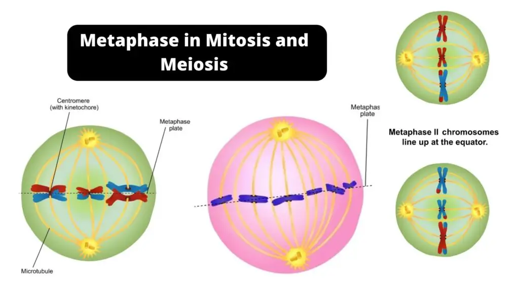 Metaphase - Definition, Stages, Applications - Biology Notes Online