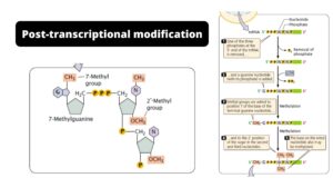 Post-transcriptional Modification – Definition, Types, Process, Importance