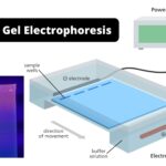 Agarose Gel Electrophoresis Definition, Principle, Procedure, Applications