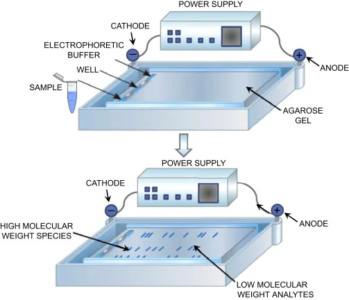 Agarose Gel Electrophoresis