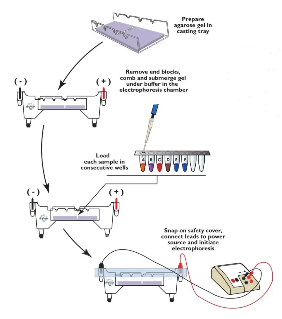 Agarose Gel Electrophoresis Protocols