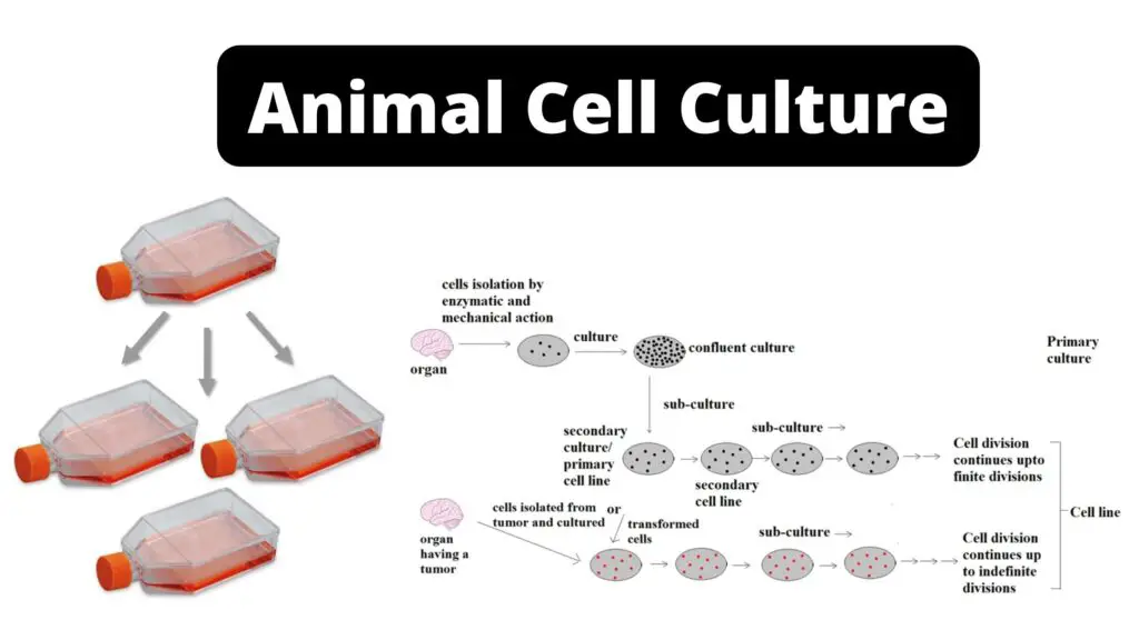 Animal Cell Culture - Types, Application, Advantages and disadvantages ...