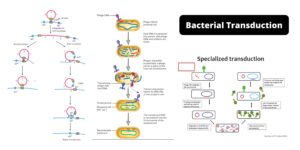Bacterial Transduction – Definition, Types, Steps, Examples