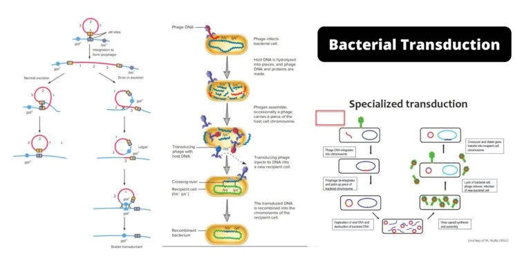 Bacterial Transduction: Generalized and Specialized Transduction
