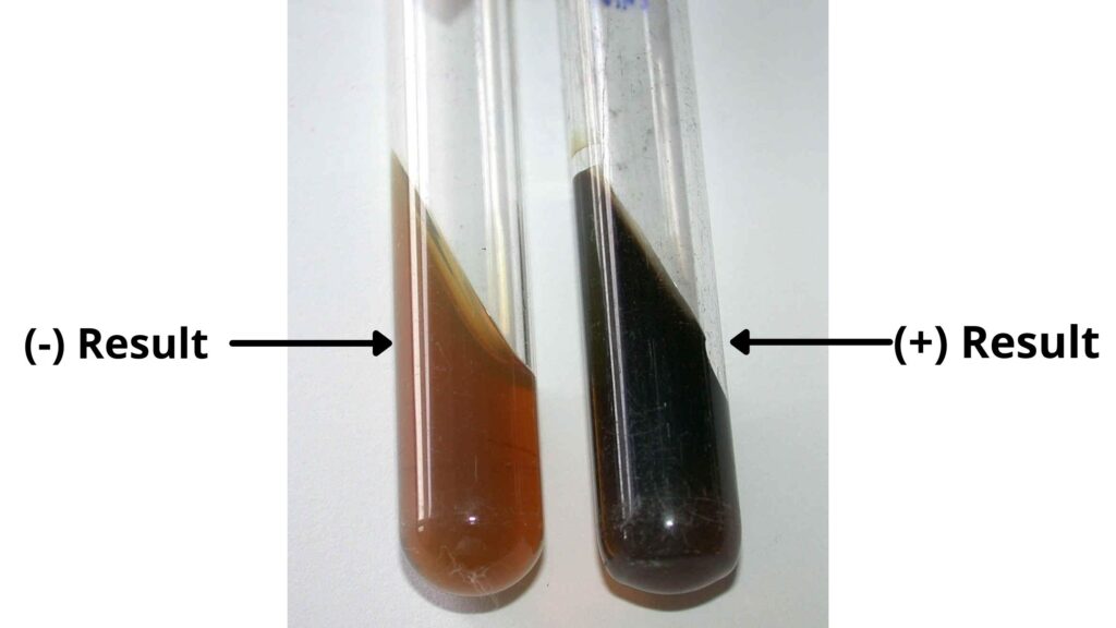 Bile Esculin Test Result