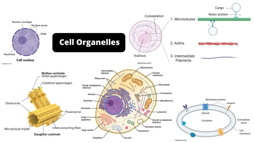 Cell Organelles Structure and their Functions - Biology Notes Online