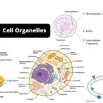 Cell Organelles Structure and their Functions