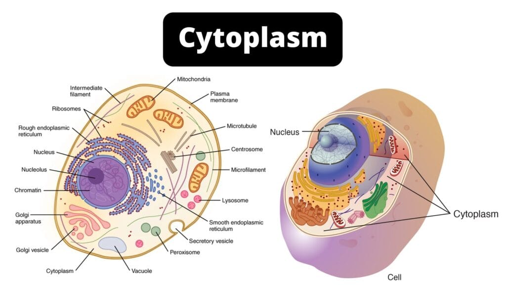 Cytoplasm Definition Structure Components And Functions