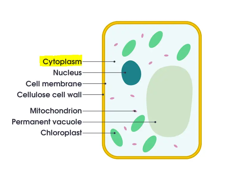 Structure of Cytoplasm