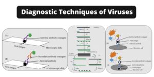 Diagnostic Techniques of Viruses – Molecular and Immunological Techniques
