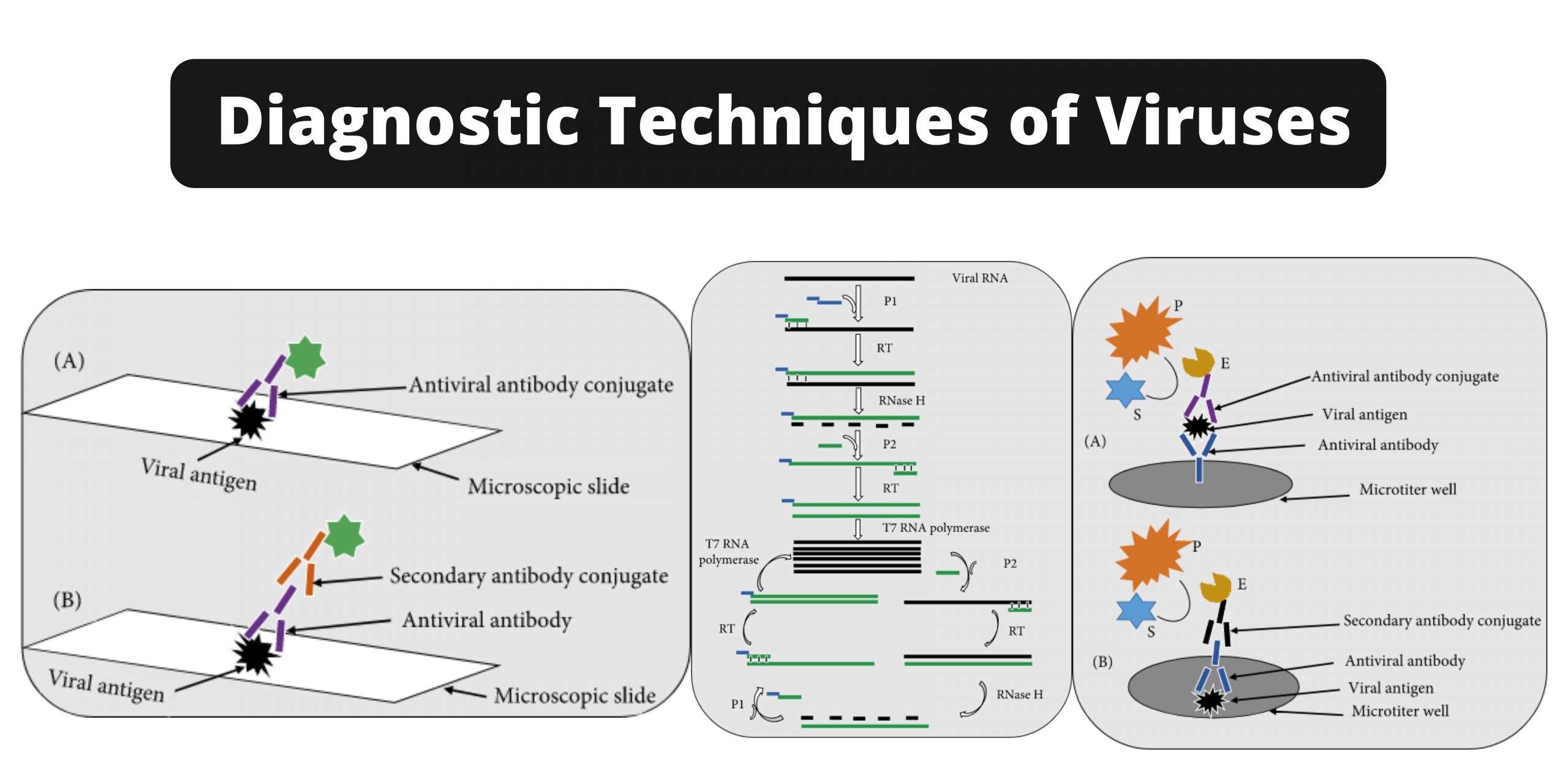 Diagnostic Techniques of Viruses scaled 1