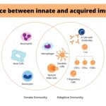 Innate Immunity vs. Acquired Immunity (Adaptive immunity)