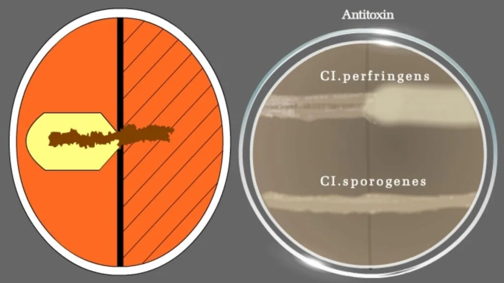 Differentiating Clostridium perfringens from other Clostridium species: Naglers reaction