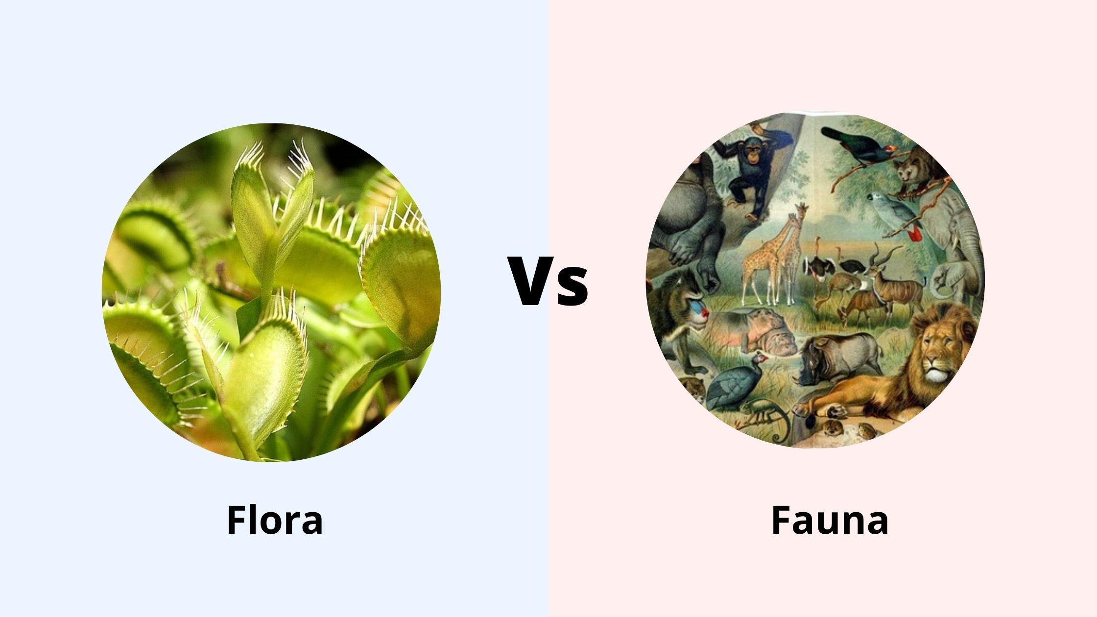 Flora vs Fauna - Differences between Flora and Fauna