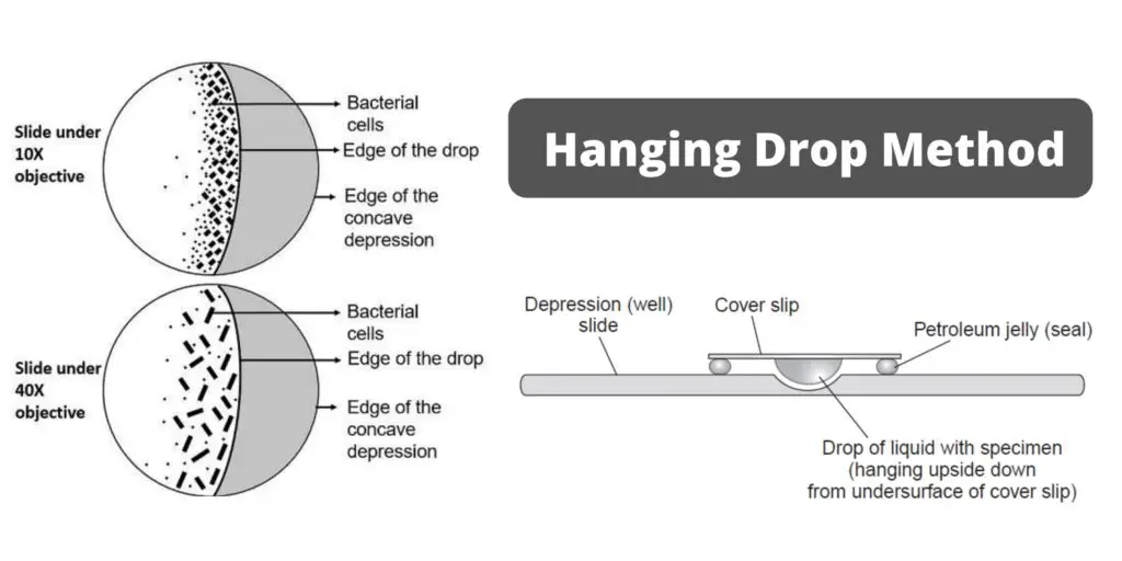 Hanging Drop Method (Motility test) Principle, and Procedure, Result ...