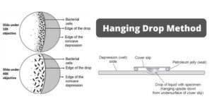 Hanging Drop Method (Motility test) Principle, and Procedure, Result, Uses