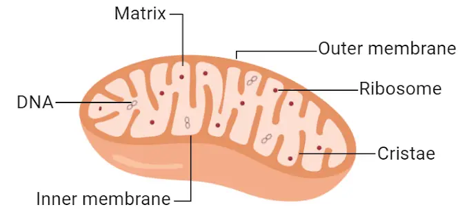 Structure of Mitochondria