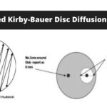 Modified Kirby-Bauer Disc Diffusion Method