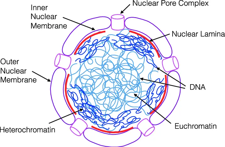 Structure of Nucleus