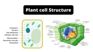 Plant cell – Structure, Definition, Diagram, Organelles