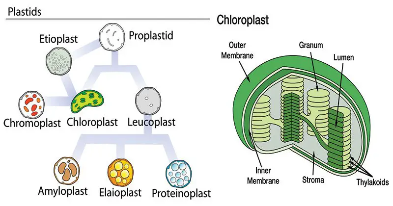 Structure of Plastids