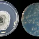 Potato Dextrose Agar (PDA) Principle, Composition, Preparation, Uses