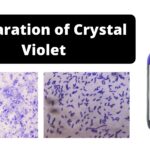 Preparation of Crystal Violet for the Gram Stain