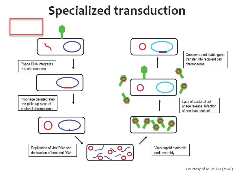 Steps of Specialized transduction
