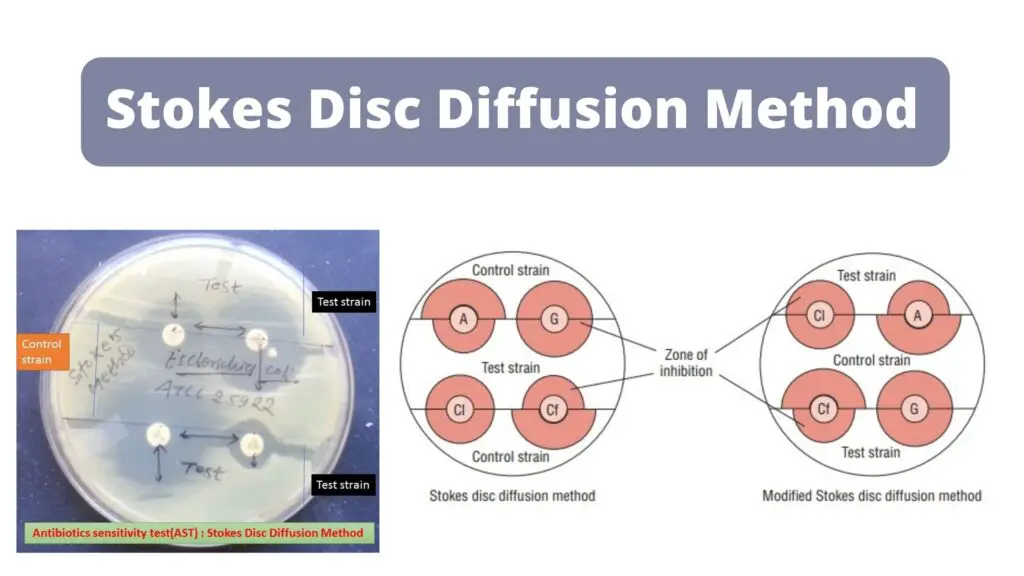 Stokes Disc Diffusion Method Principle Procedure Result Biology Notes Online