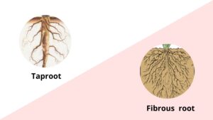 Taproot vs Fibrous root – Difference between Taproot and Fibrous root 